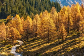 Lärchen im Herbst/11690636