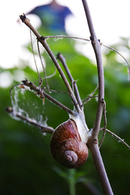 Weinbergschnecke/12058546