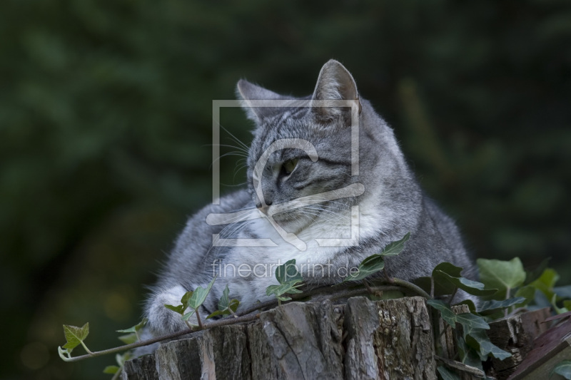 frei wählbarer Bildausschnitt für Ihr Bild auf Leinwand