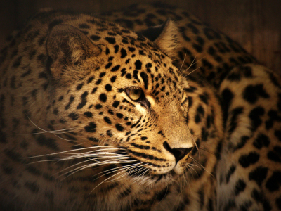 Bild-Nr: 9370066 Leopard Erstellt von: faralda