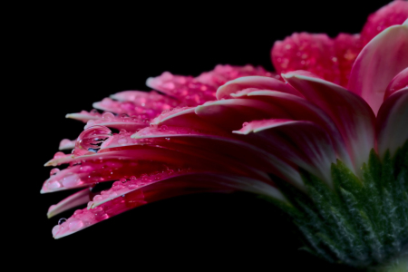 Bild-Nr: 9396414 Gerbera mit Tropfen  Erstellt von: Uwe Jahn