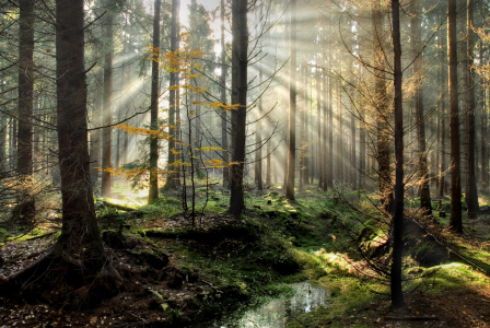 Bild-Nr: 9407240 Sonne im Wald Erstellt von: PeterTost