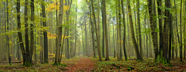 Bild-Nr: 9414290 Herbstwald Erstellt von: PeterTost