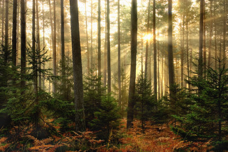 Bild-Nr: 9416974 Strahlen im Wald Erstellt von: PeterTost