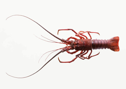 Bild-Nr: 9429096 Lobster Erstellt von: xxstyxx