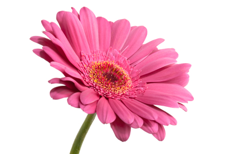 Bild-Nr: 9511736 Pink Daisy Flower Erstellt von: olivermohr