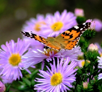 Bild-Nr: 9521240 Distelfalter Vanessa cardui Erstellt von: Renate Knapp