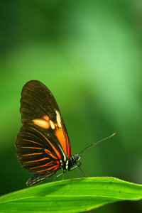 Bild-Nr: 9538116 Schmetterlings-Effekt Erstellt von: m-m-nies