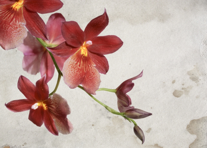 Bild-Nr: 9567822 Orchideenblüten Erstellt von: bilderwerk