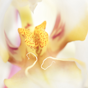 Bild-Nr: 9568608 Orchideendetail Erstellt von: bilderwerk