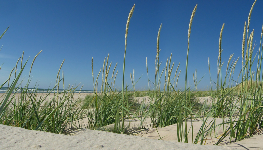 Bild-Nr: 9596018  •  Düne • 2 Erstellt von: Galerie-Fotoeffekt