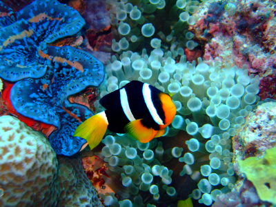 Bild-Nr: 9655540 Anemonenfisch Erstellt von: Malediven-Bilder-de