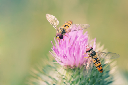 Bild-Nr: 9809258 Schwebfliege Erstellt von: FotoDeHRO