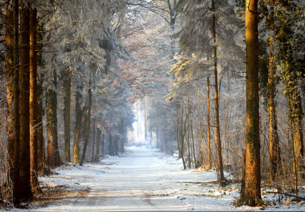 Bild-Nr: 9838272 Wald warm und kalt Erstellt von: Gerhard Fechtig