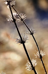 Bild-Nr: 9878754 Herbstzeitlose Erstellt von: Renate Knapp