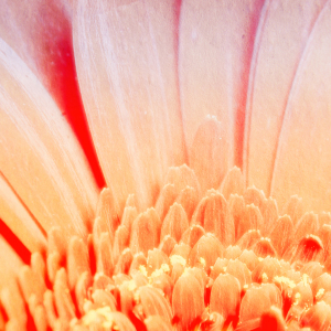 Bild-Nr: 9900694 Chrysanthemum Erstellt von: FotoDeHRO