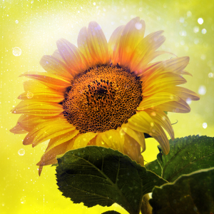 Bild-Nr: 9930684 Sunflower  Erstellt von: Galerie-Fotoeffekt