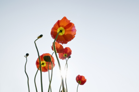 Bild-Nr: 9939881 Mohnblüten Erstellt von: danielschoenen