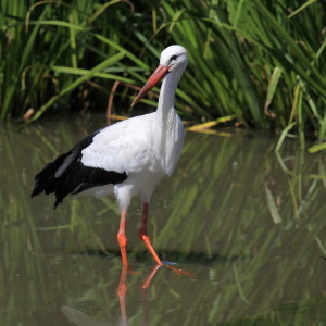 Bild-Nr: 9940237 Storch II Erstellt von: FotoDeHRO