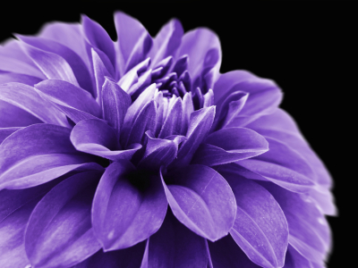Bild-Nr: 9960369 Dahlia - Floral Erstellt von: Galerie-Fotoeffekt