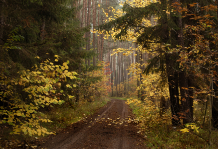 Bild-Nr: 9965792 Herbstwaldweg Erstellt von: PeterTost