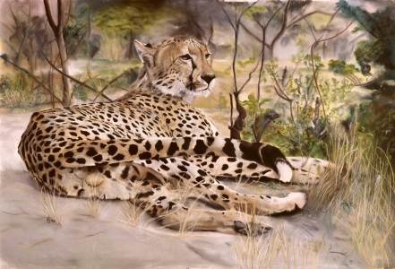 Bild-Nr: 9967977 ruhender Gepard Erstellt von: suender-artworks