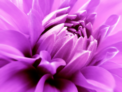 Bild-Nr: 9986595 Dahlia  Erstellt von: Galerie-Fotoeffekt