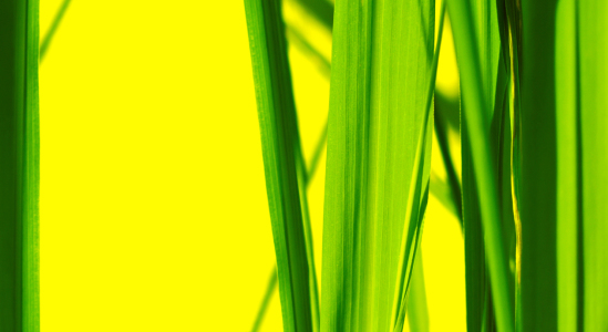 Bild-Nr: 10011925 yellow green Erstellt von: Gerhard Fechtig