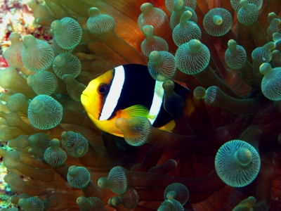 Bild-Nr: 10012219 Anemonenfisch Erstellt von: Malediven-Bilder-de