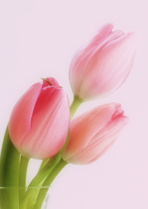 Bild-Nr: 10030961 tulpen in pastell Erstellt von: Gisela Baiker