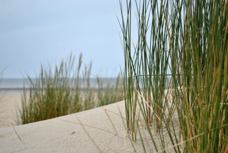 Bild-Nr: 10115774 ~ Strandhafer ~ Erstellt von: Susanne Herppich