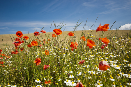 Bild-Nr: 10153360 Mohn und Kamille Erstellt von: Armin Redöhl