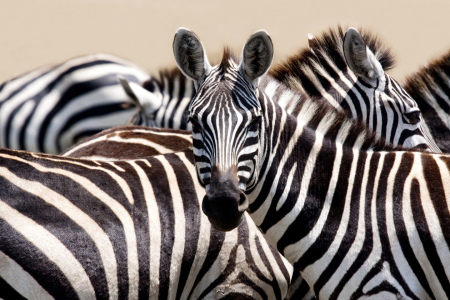 Bild-Nr: 10193368 That`s Africa Erstellt von: Safarifotografie