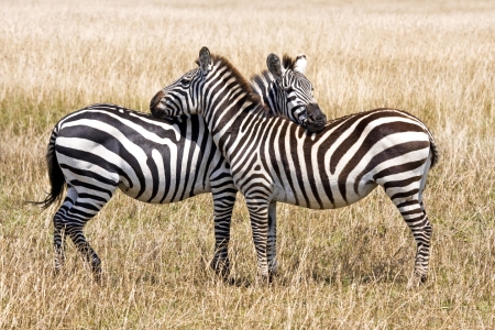 Bild-Nr: 10194737 Zuneigung Erstellt von: Safarifotografie