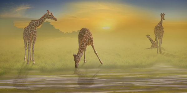 Bild-Nr: 10223873 Giraffen am Fluß I Erstellt von: Mausopardia