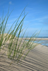 Bild-Nr: 10227979 Strandhafer - Schattenspiel Erstellt von: Susanne Herppich