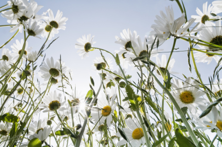 Bild-Nr: 10229931 Gegenlichtblumenwiese Erstellt von: danielschoenen