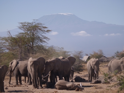 Bild-Nr: 10275601 Elefanten am Kilimanjaro Erstellt von: ripp