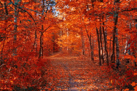 Bild-Nr: 10302751 Herbstweg Erstellt von: Steffen Gierok