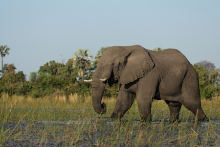 Bild-Nr: 10308119 Elefant im Okavango Delta Erstellt von: DirkR