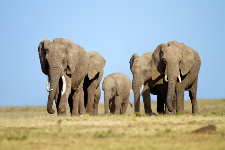 Bild-Nr: 10327705 Die lange Wanderung der Giganten Erstellt von: Safarifotografie