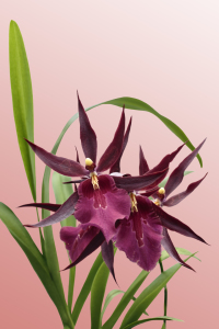 Bild-Nr: 10343625 Orchidee Miltassia Royal Erstellt von: Callisto