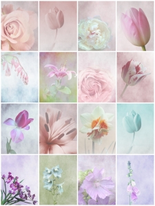 Bild-Nr: 10348577 zarte Blüten Erstellt von: Anja Otto