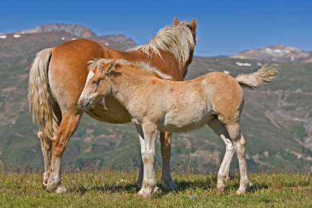 Bild-Nr: 10388477 Pferdesommer in den Bergen Erstellt von: EderHans