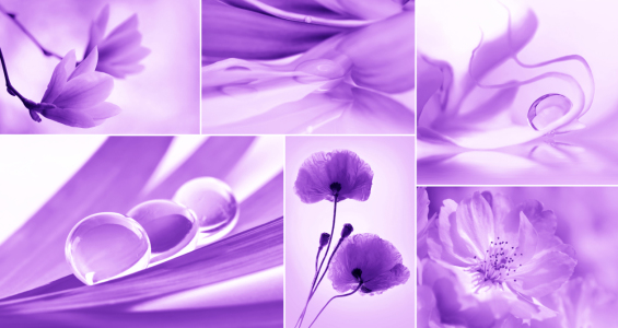 Bild-Nr: 10398301 Collage Violett Erstellt von: Atteloi