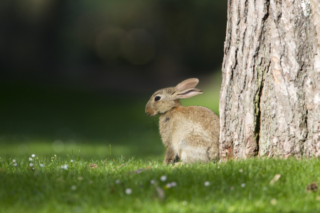 Bild-Nr: 10443592 HASE Erstellt von: Stephan Rech