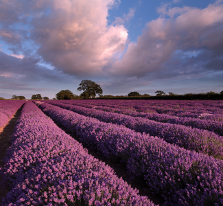 Bild-Nr: 10463508 Lavendel Erstellt von: sk-photoart