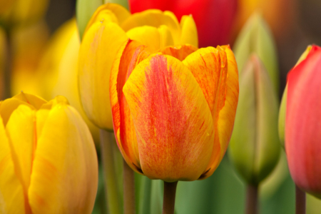 Bild-Nr: 10492978 Tulpen 2 Erstellt von: Anja Schäfer