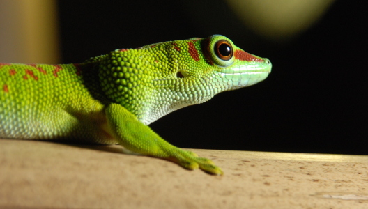 Bild-Nr: 10495003 GECKO Erstellt von: GUGIGEI