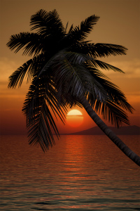 Bild-Nr: 10496869 Palme im Sonnenuntergang Erstellt von: Markus Gann